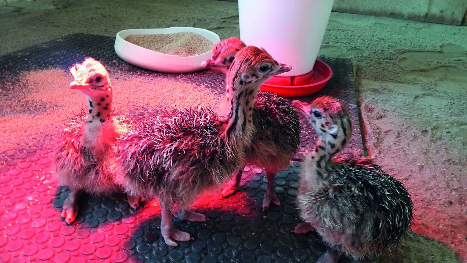 Pštrosí farma Vendelín