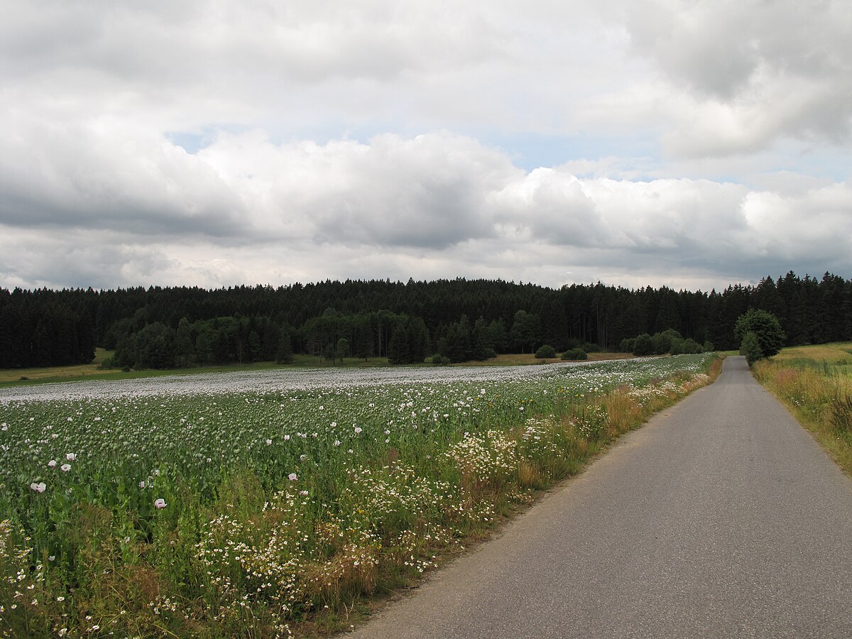 Jezdovické rašeliniště