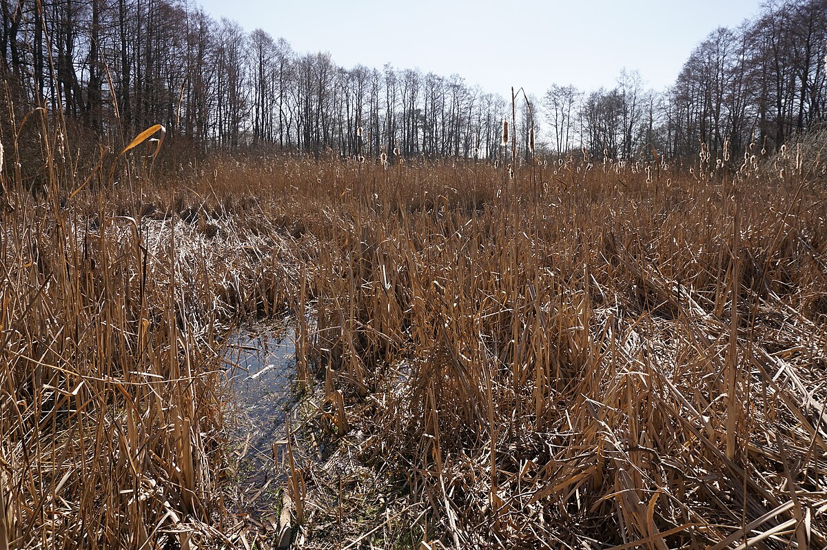 Božkovské jezírko