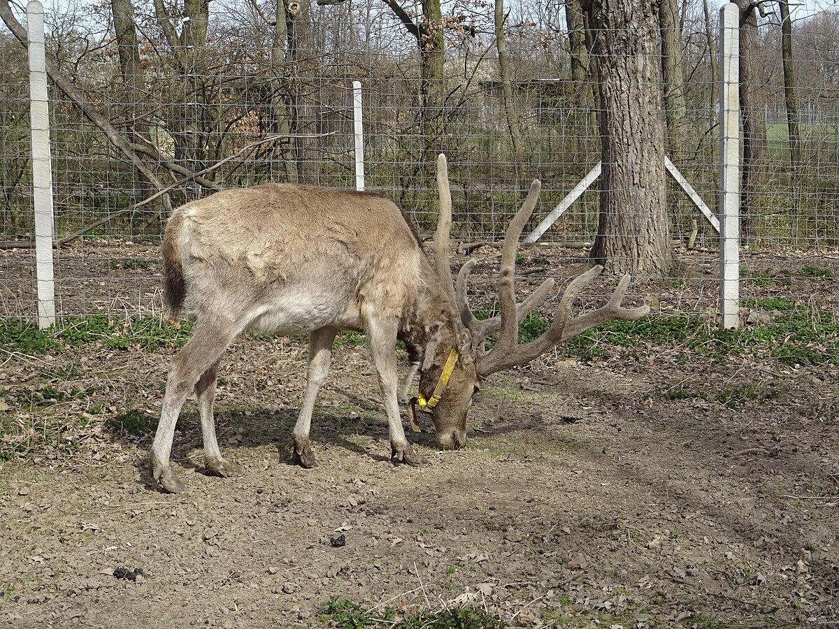 výzkumný chov jelenů