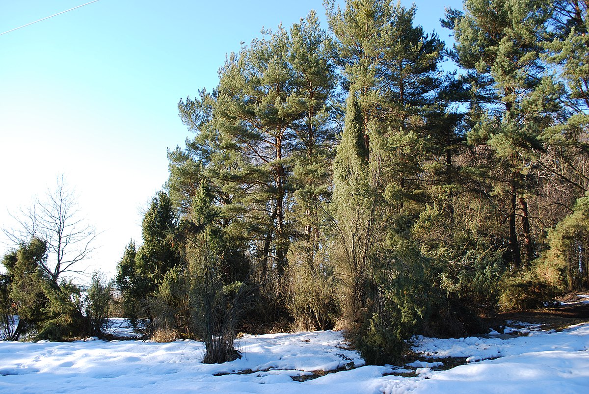 Černýšovické jalovce
