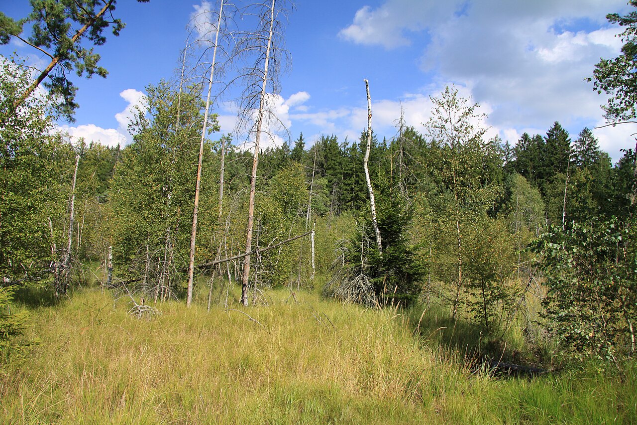 Bachmač