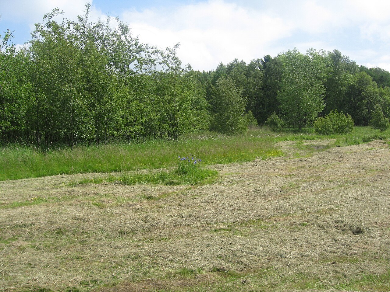 Březina