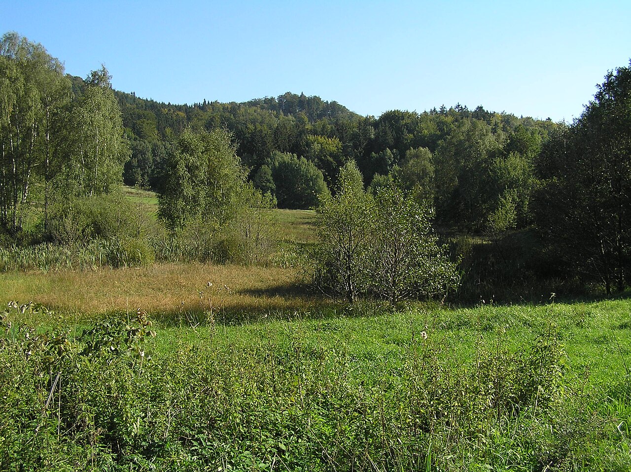 Fojtecký mokřad
